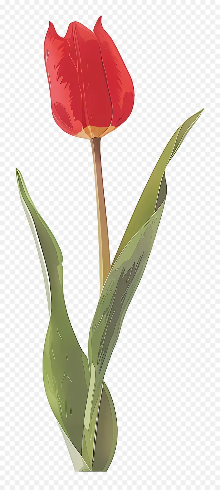 Tulip，Tulipe Rouge PNG