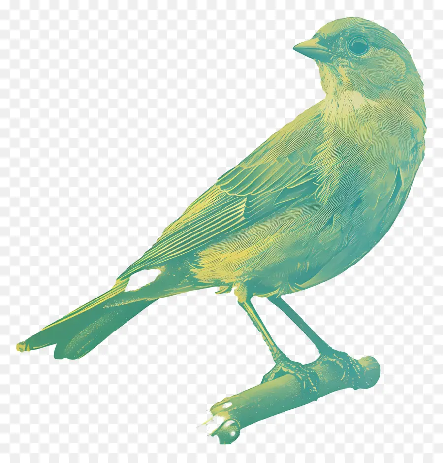 Oiseau，Vert PNG