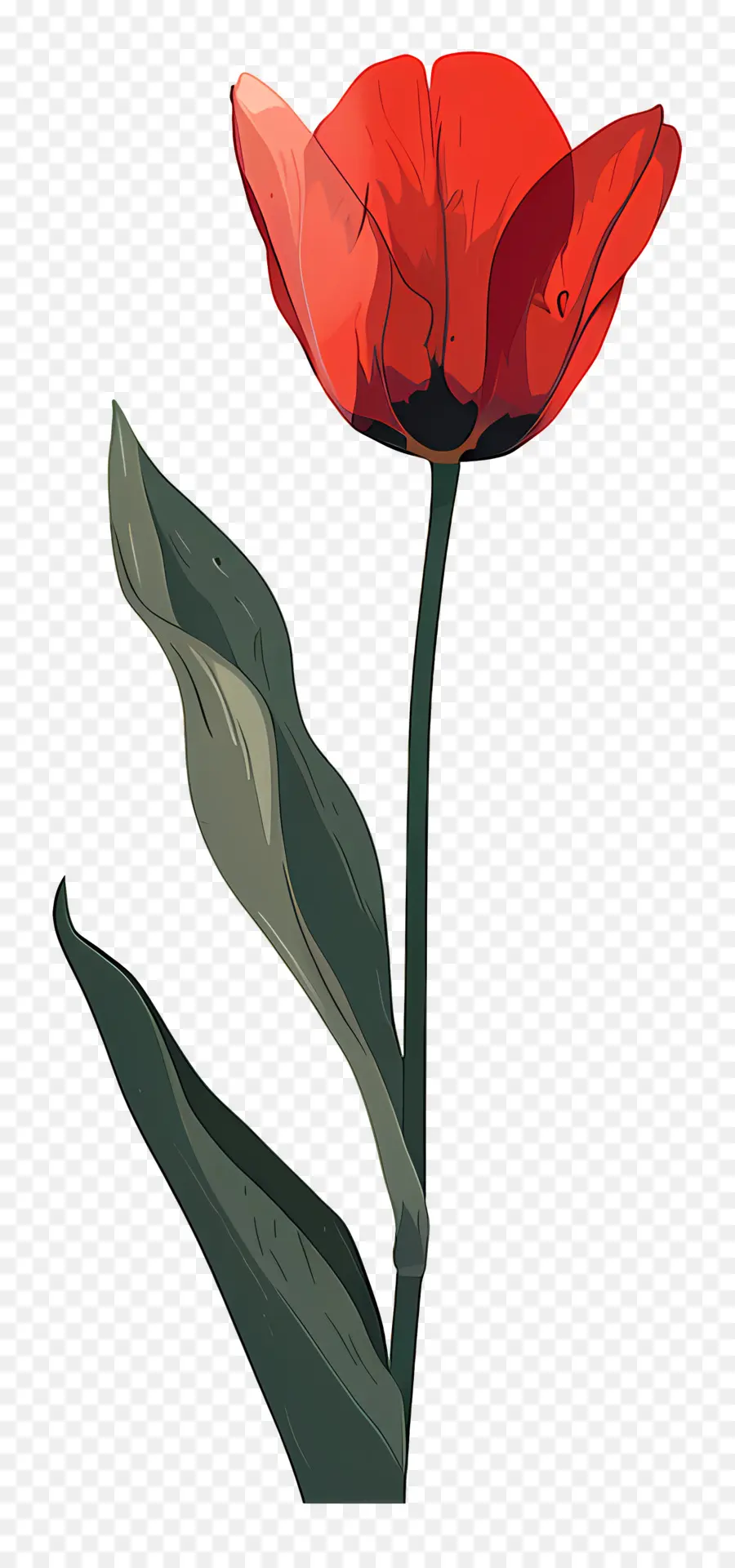Tulip，Coquelicot PNG