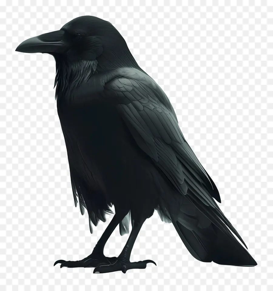 Crow，L'oiseau Noir PNG
