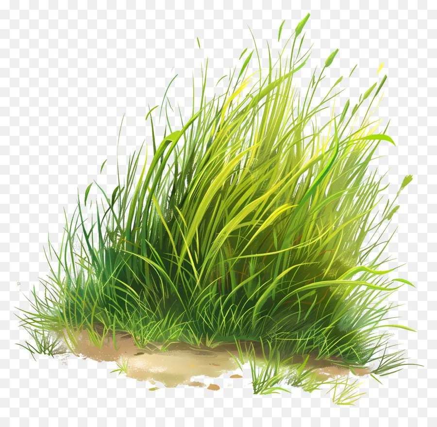 L'herbe De La Terre，L'herbe PNG