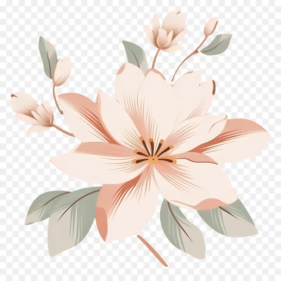 Romantique Fleur，Rose De Magnolia PNG