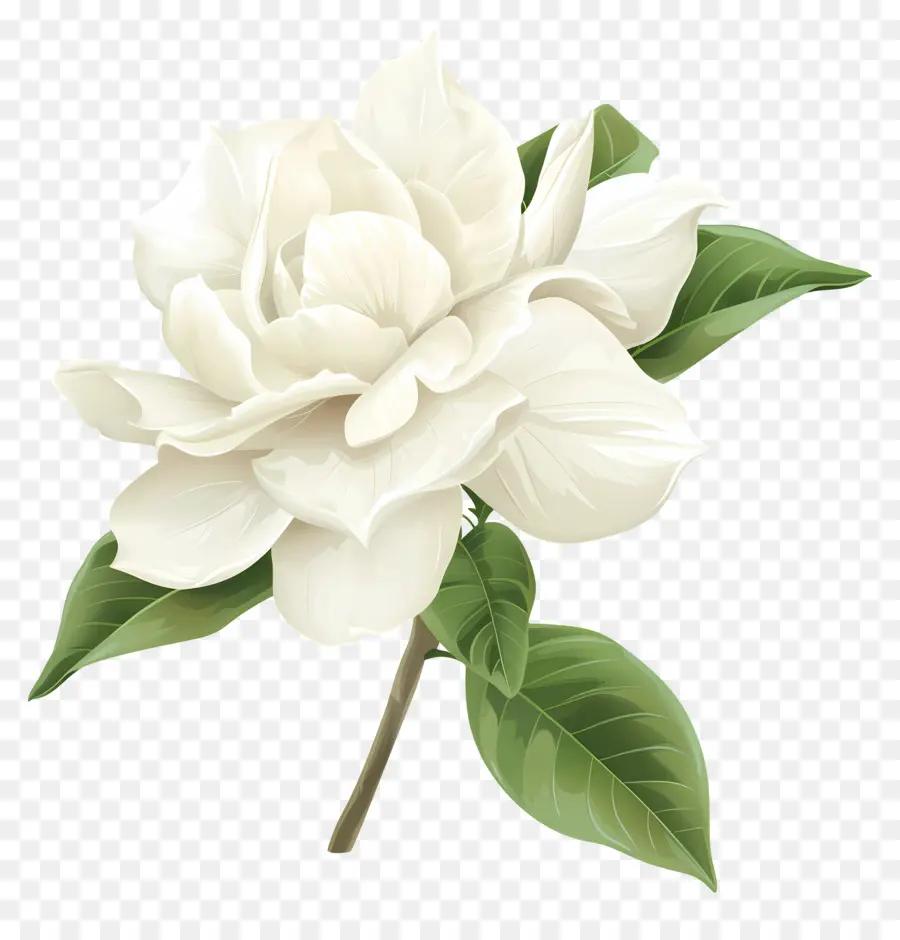 Fleur De Gardénia，Fleur Blanche PNG