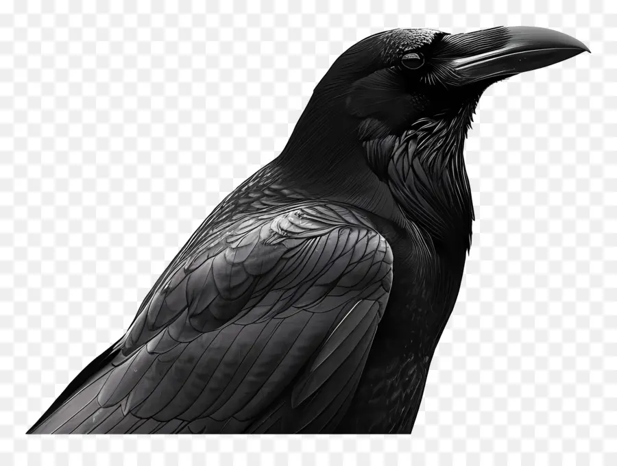 Raven，L'oiseau Noir PNG