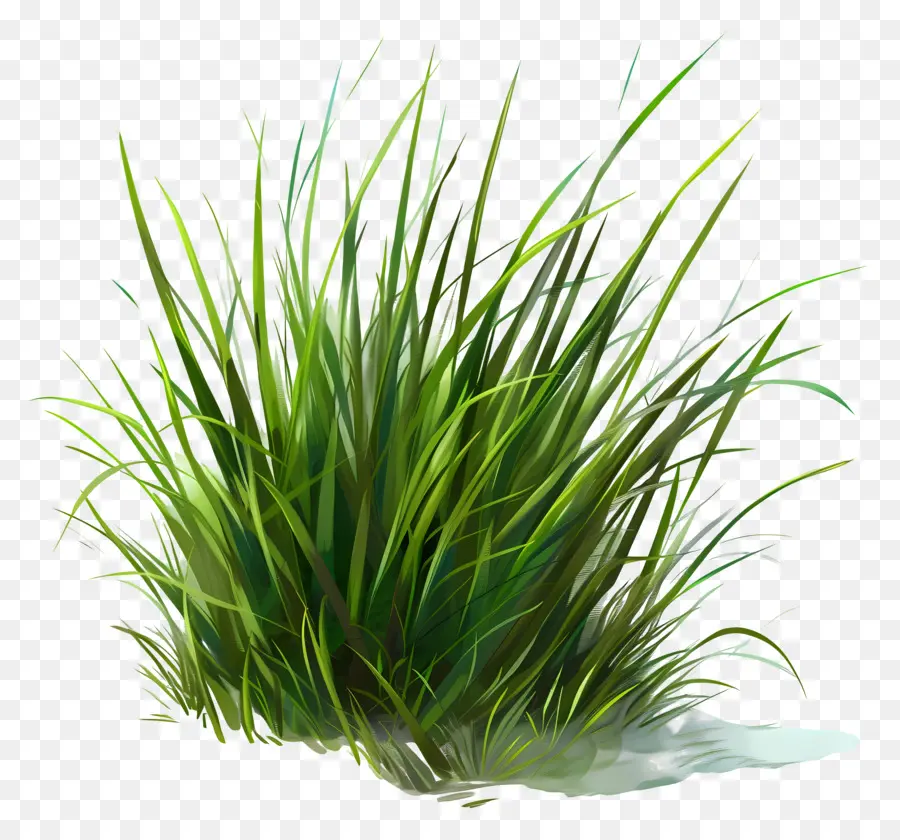 Le Vert De L'herbe，Plante Verte PNG