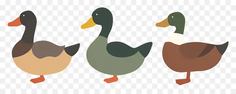 Les Canards，Animal PNG
