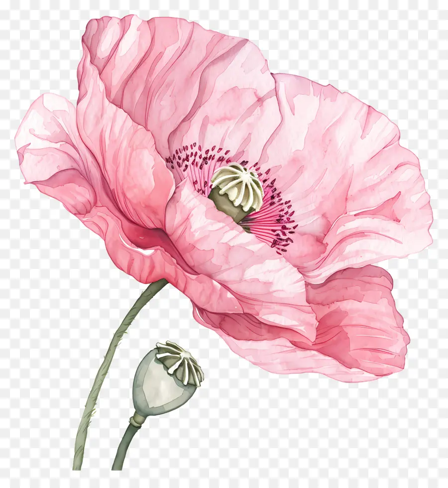 Fleurs De Pavot Rose，Rose De Pavot PNG
