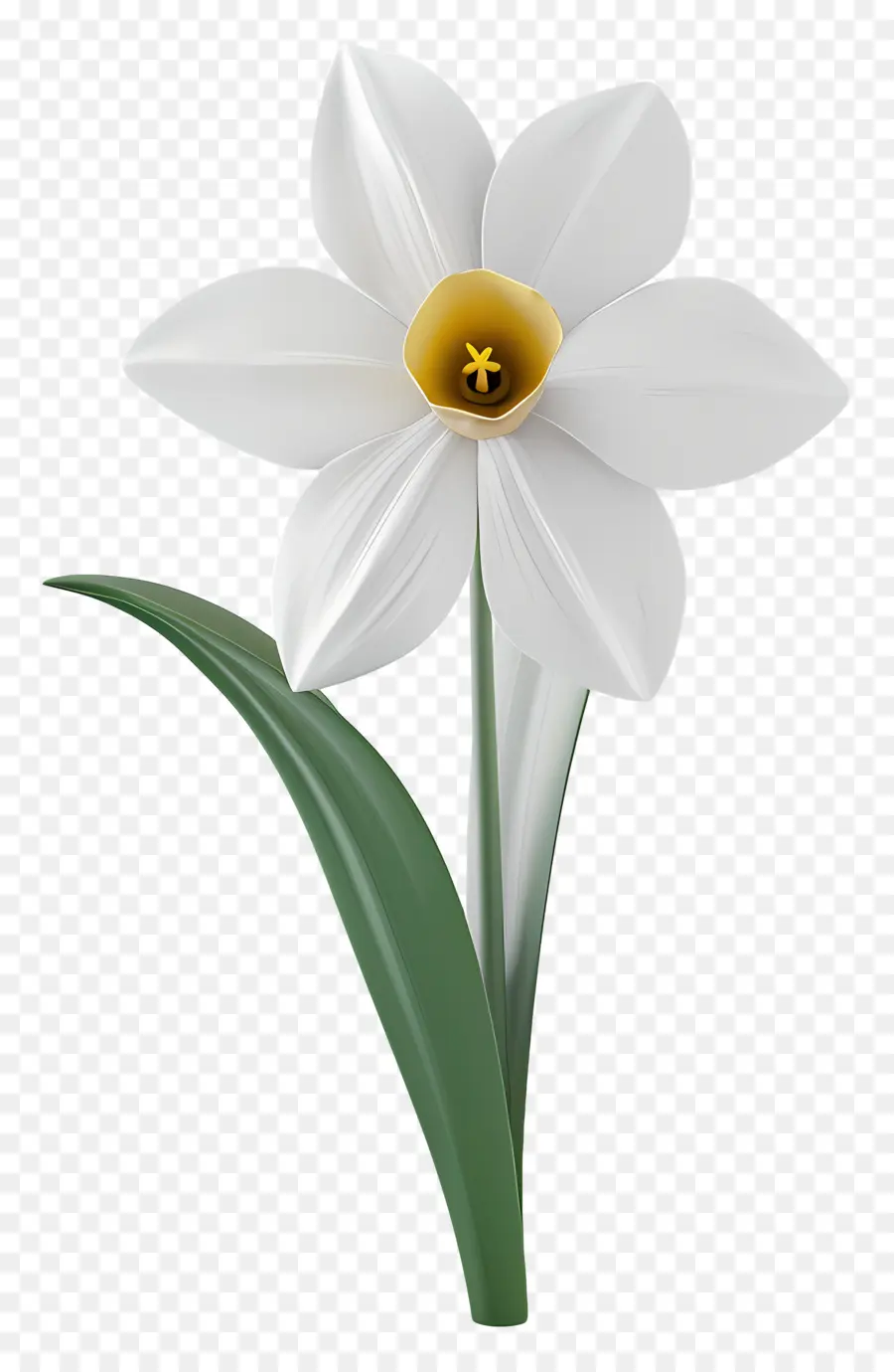 Jonquille Fleur，Fleur Blanche PNG