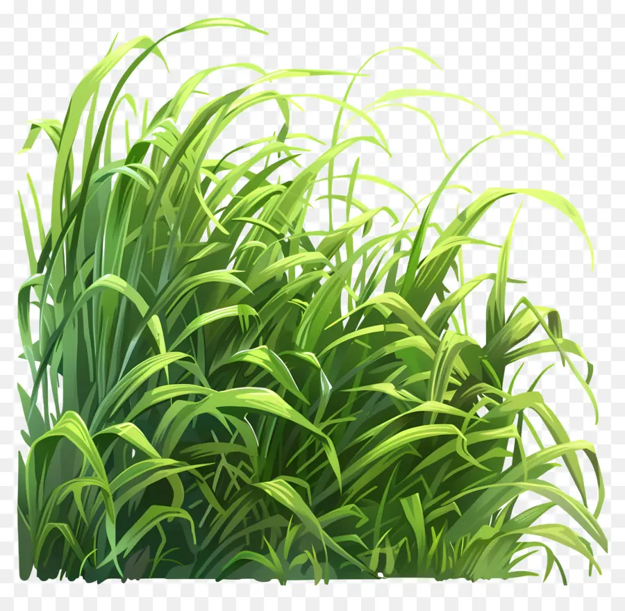 Le Vert De L'herbe，Champ PNG