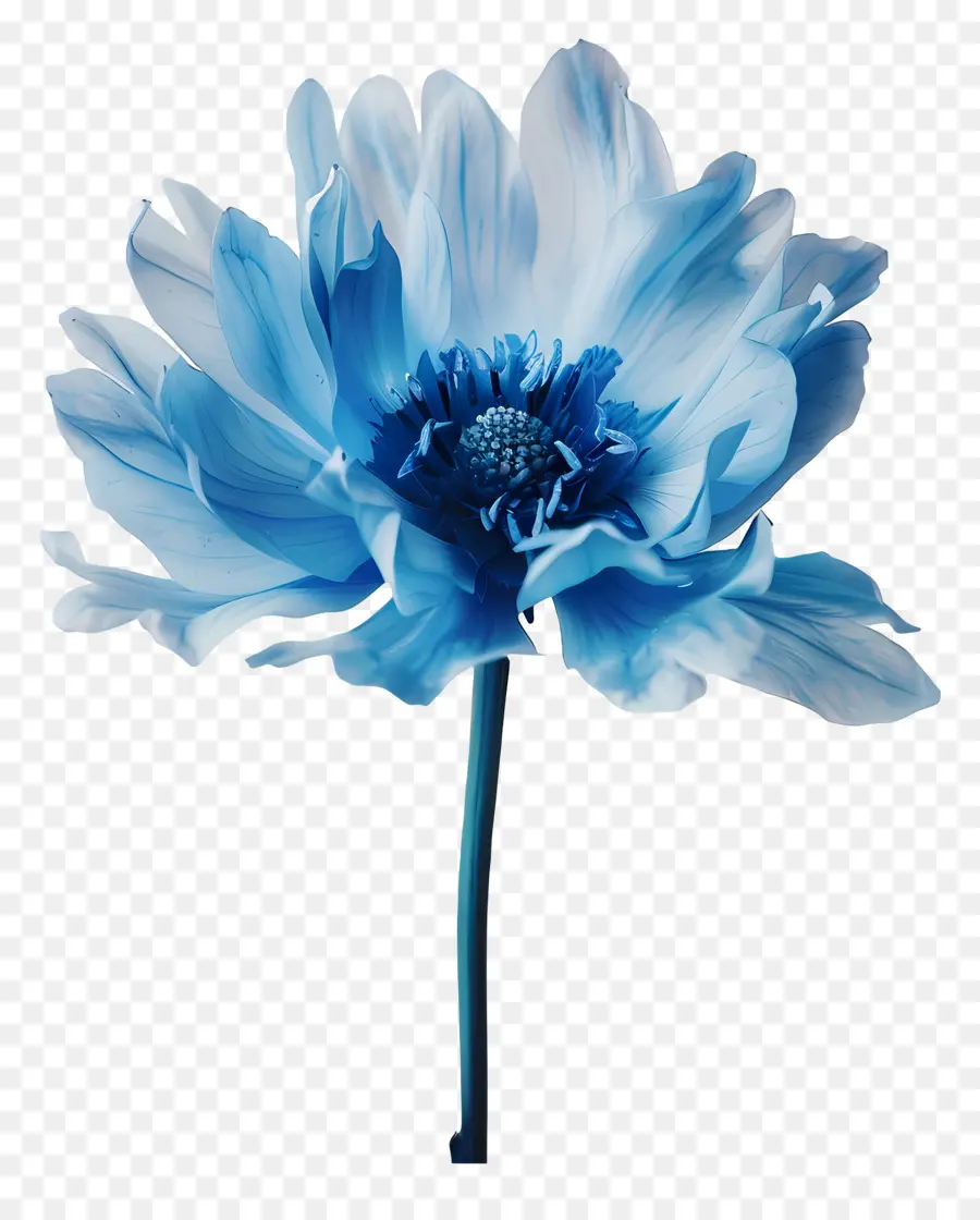 Fleur Bleue，Centre Blanc PNG