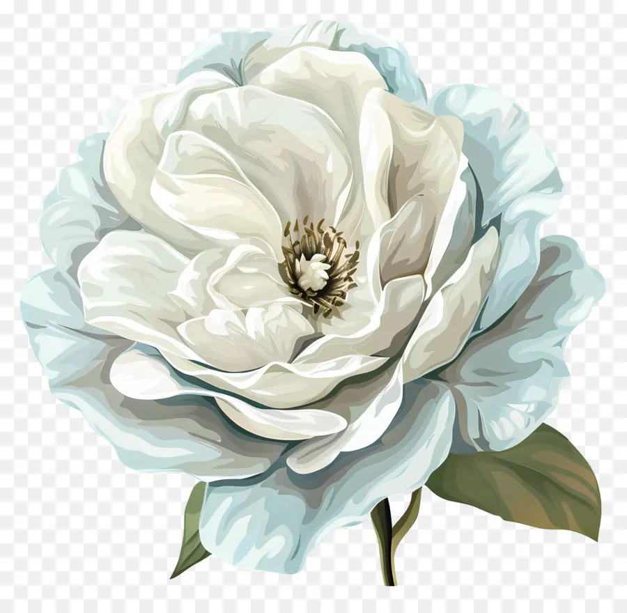 Rose Blanche，Fleur Blanche PNG