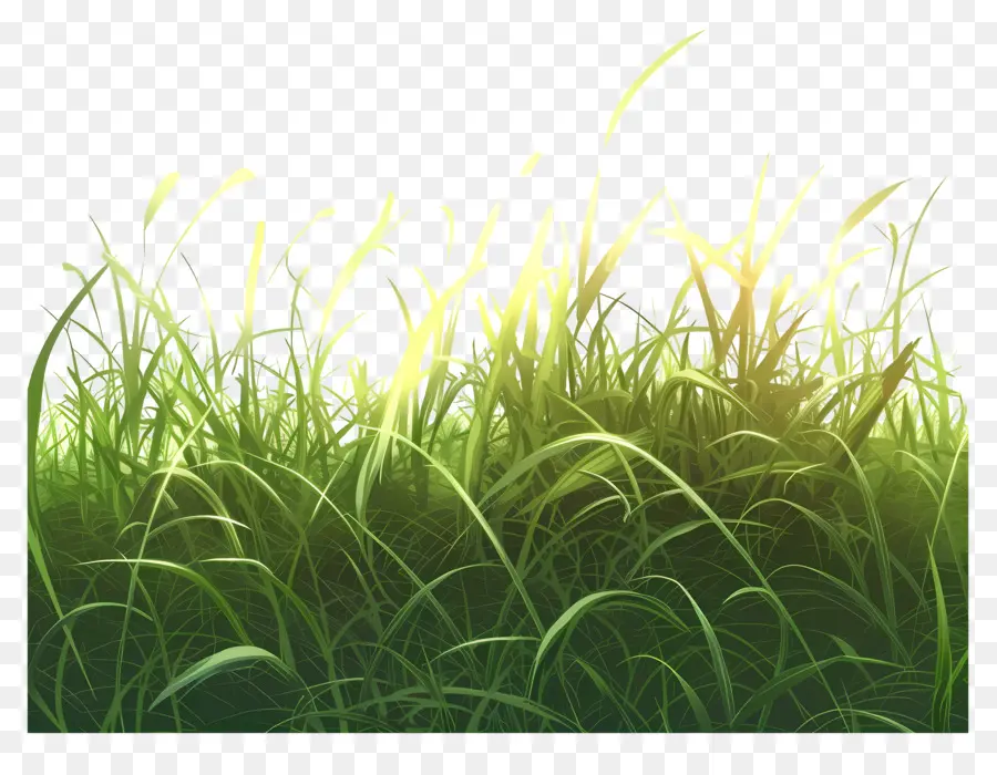 Terrain En Herbe，Le Vert De L'herbe PNG