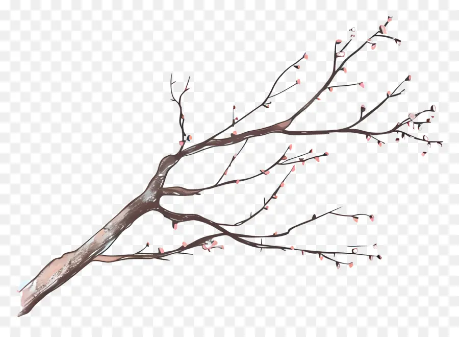 Branche D'arbre，Branche PNG