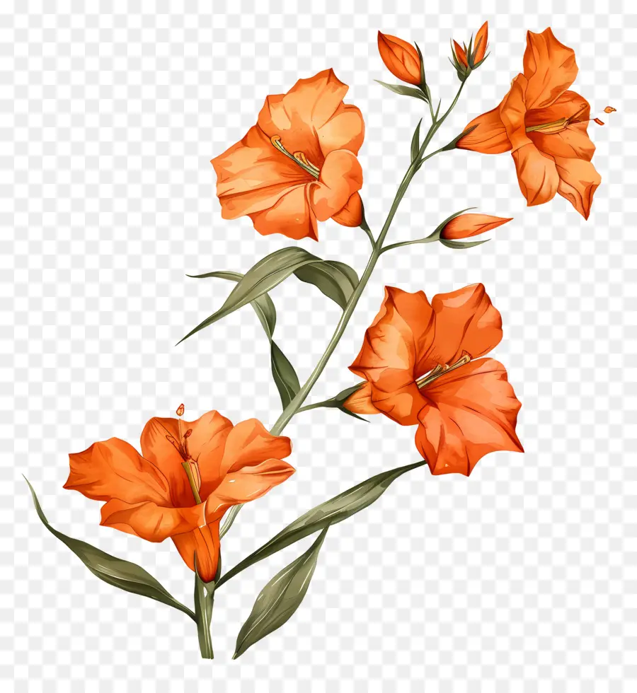 Orange Sandersonia，Des Fleurs D'orange PNG