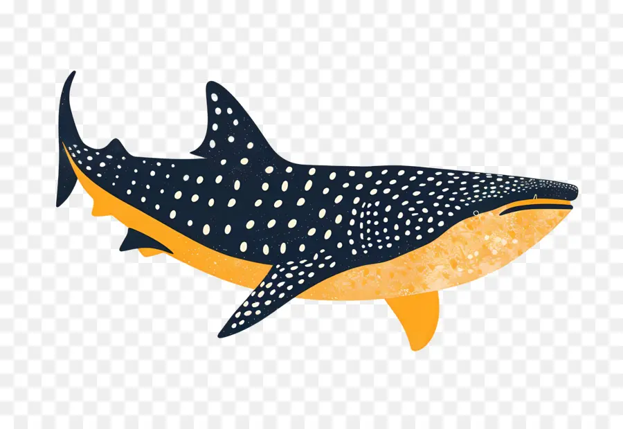 Requin Baleine，Le Requin Marteau PNG