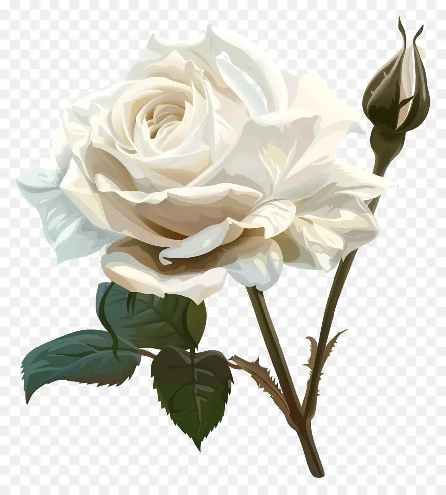 Rose Blanche，Fleur Blanche PNG