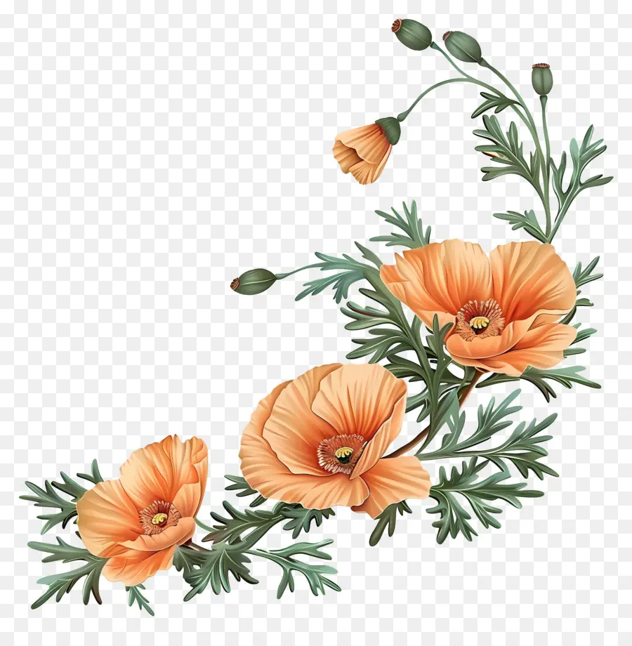 Les Fleurs De Pavot Orange，Vintage PNG