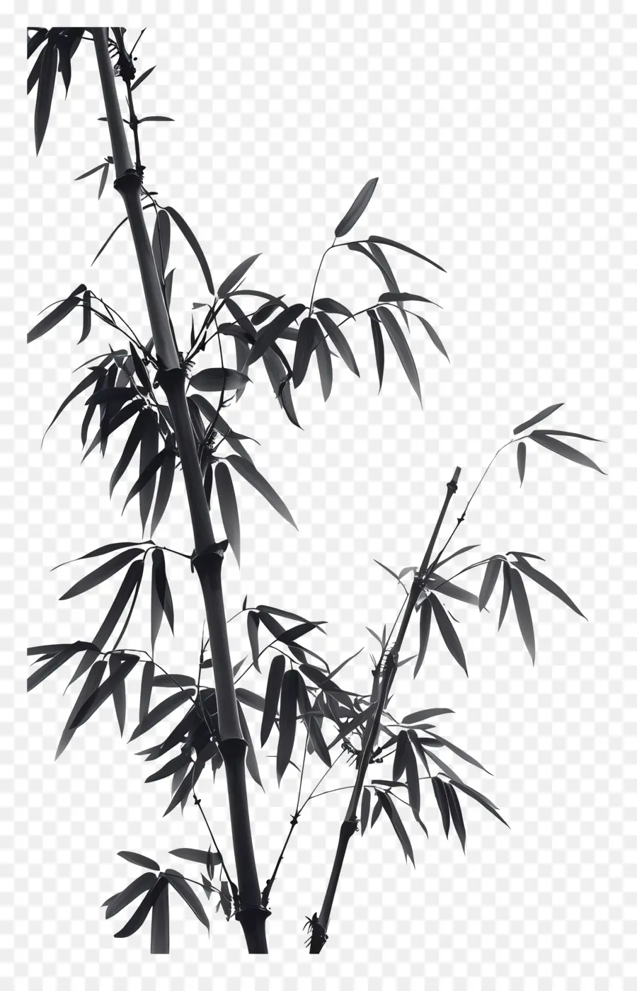 Bambou，Plante PNG