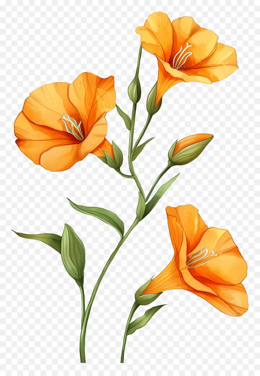 Orange Sandersonia，Des Fleurs D'orange PNG