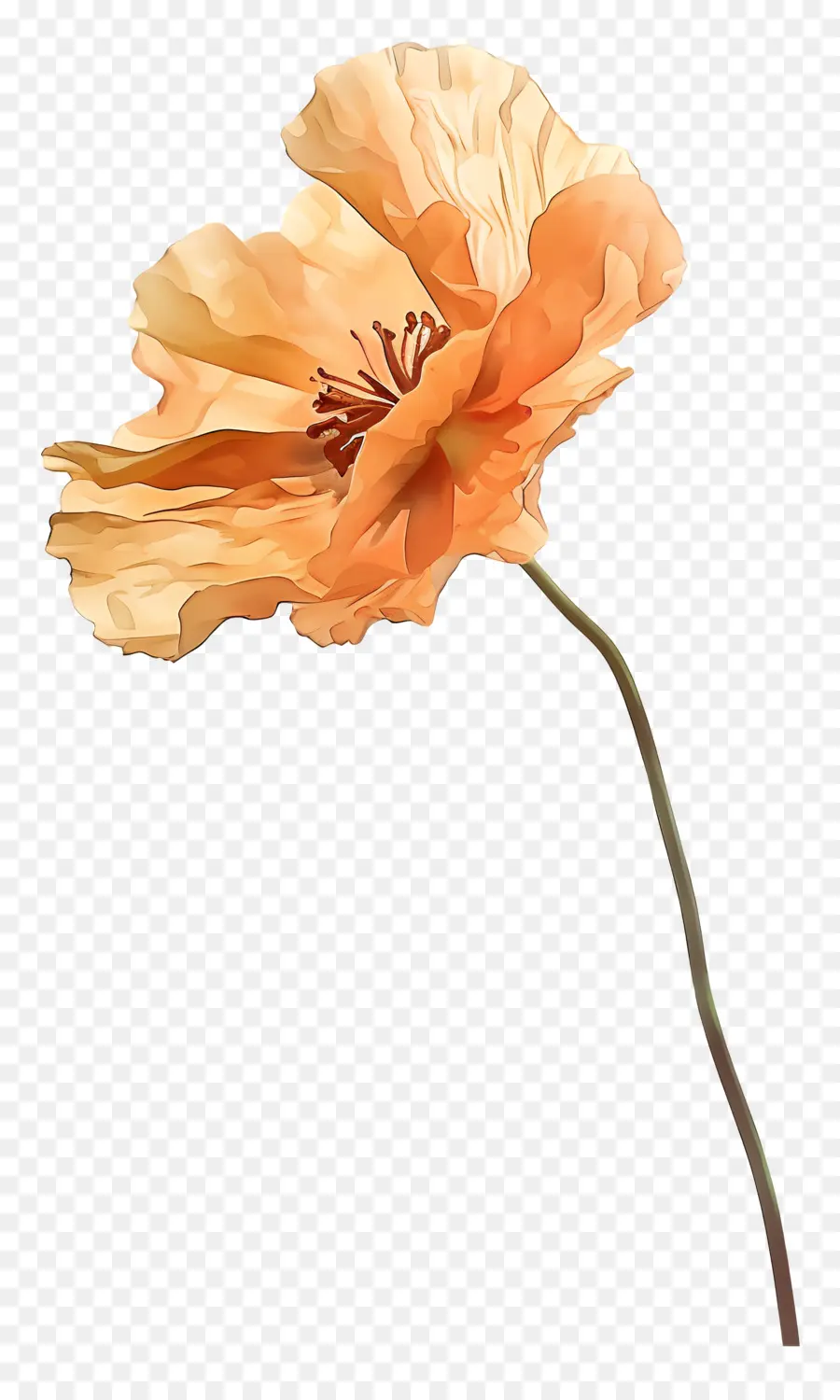 Les Fleurs De Pavot Orange，Coquelicot PNG