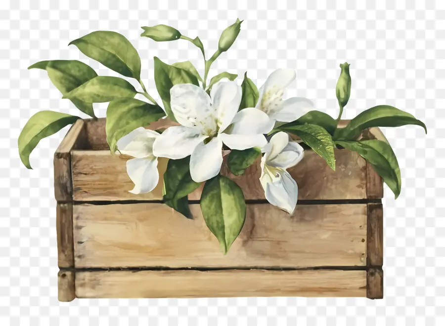 Magnolia Fleurs，Aquarelle PNG