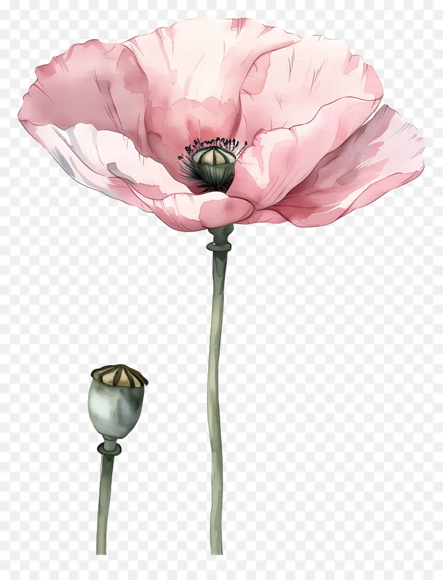 Fleurs De Pavot Rose，Fleur De Pavot Rose PNG