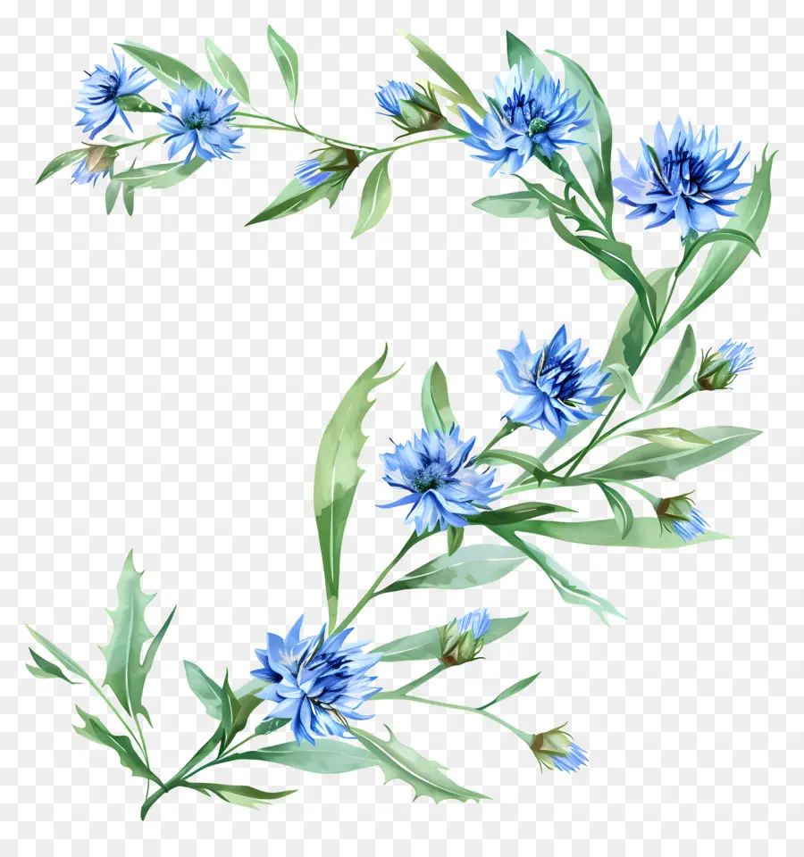 Cornflowers Bleus，Fleurs Bleues PNG