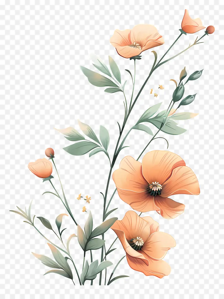 Les Fleurs De Pavot Orange，Coquelicots Orange PNG