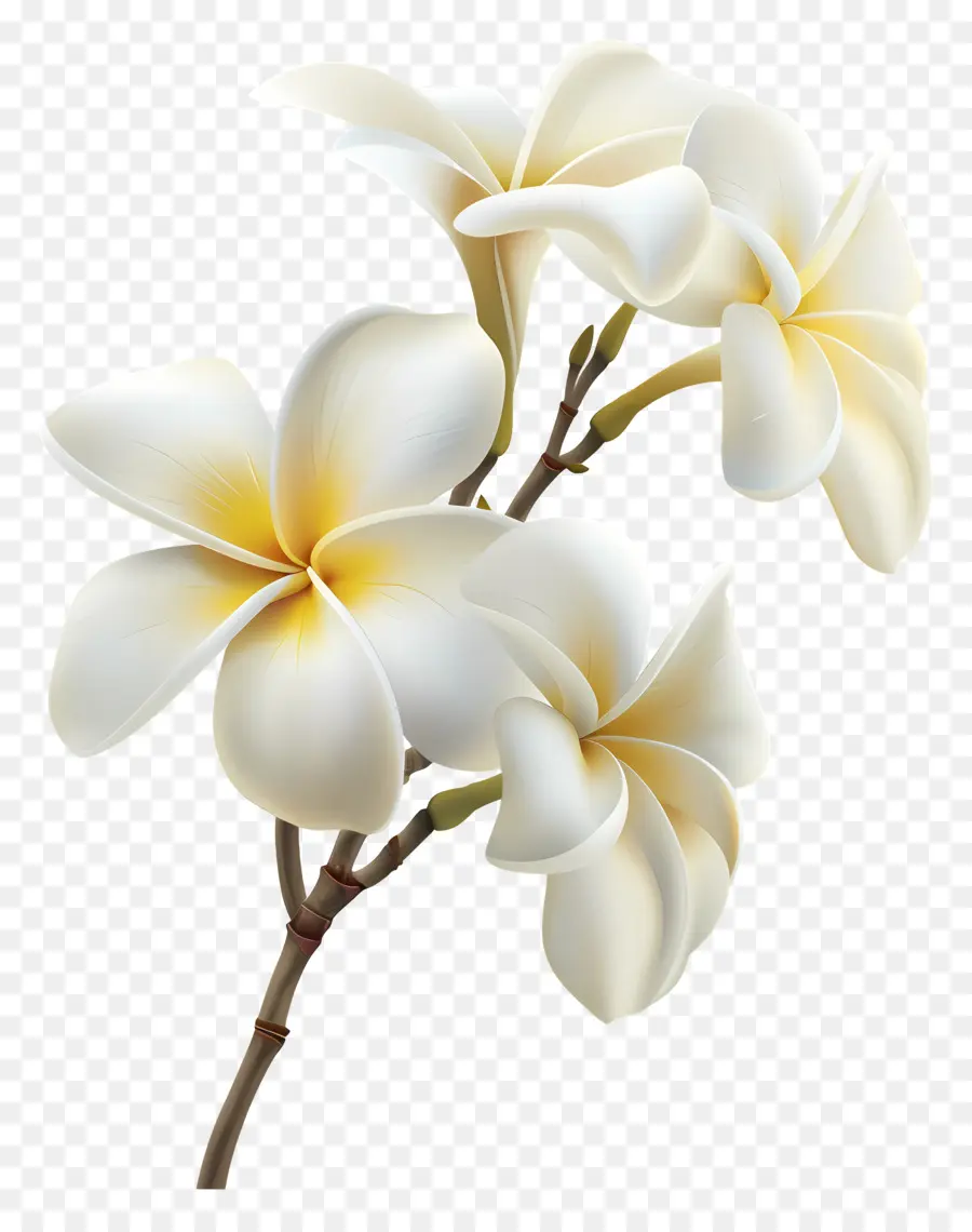 Plumeria Blanche，Plumeria Fleurs PNG