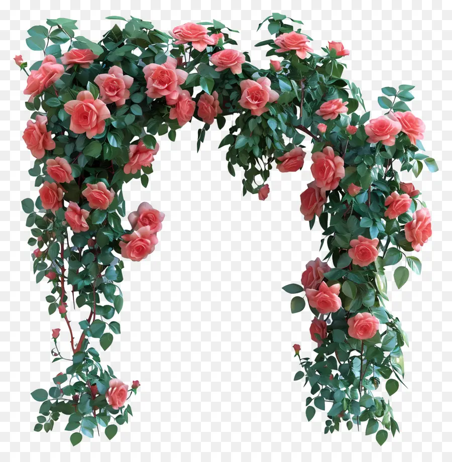 Roses De Jardin，Arcte De Fleur PNG