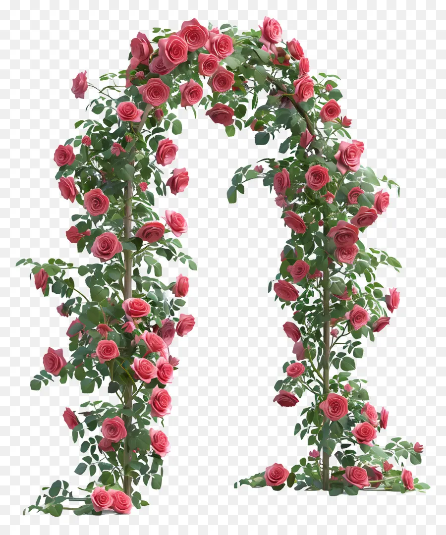 Roses De Jardin，Rose Arc PNG