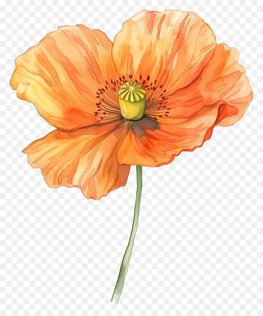 Les Fleurs De Pavot Orange，Coquelicot PNG