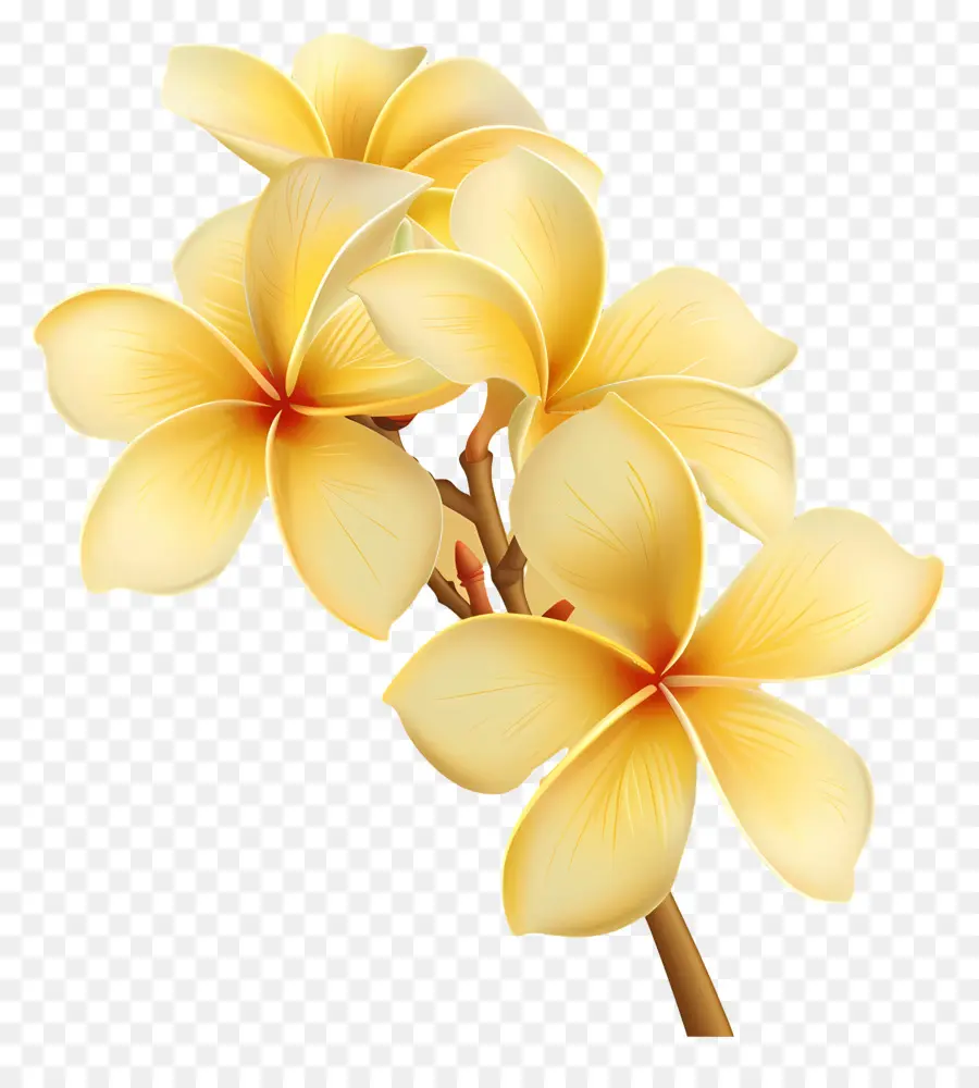 Plumeria Jaune，Plumeria Fleurs PNG