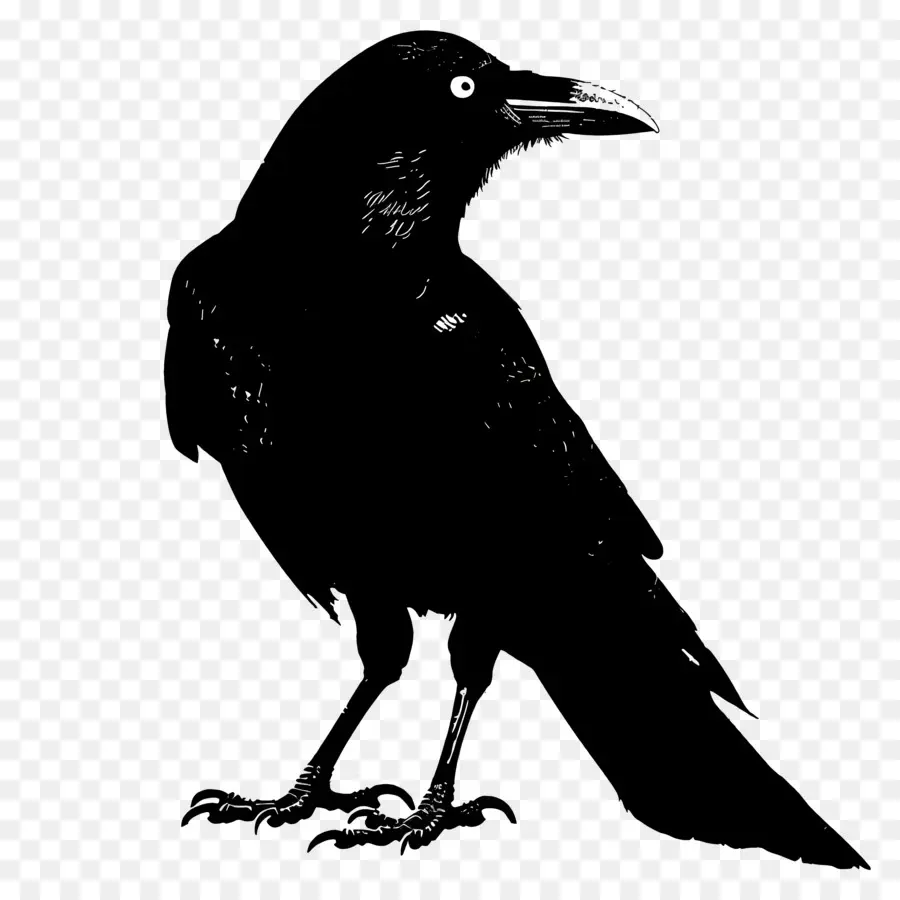 Silhouette De Corbeau，Raven PNG