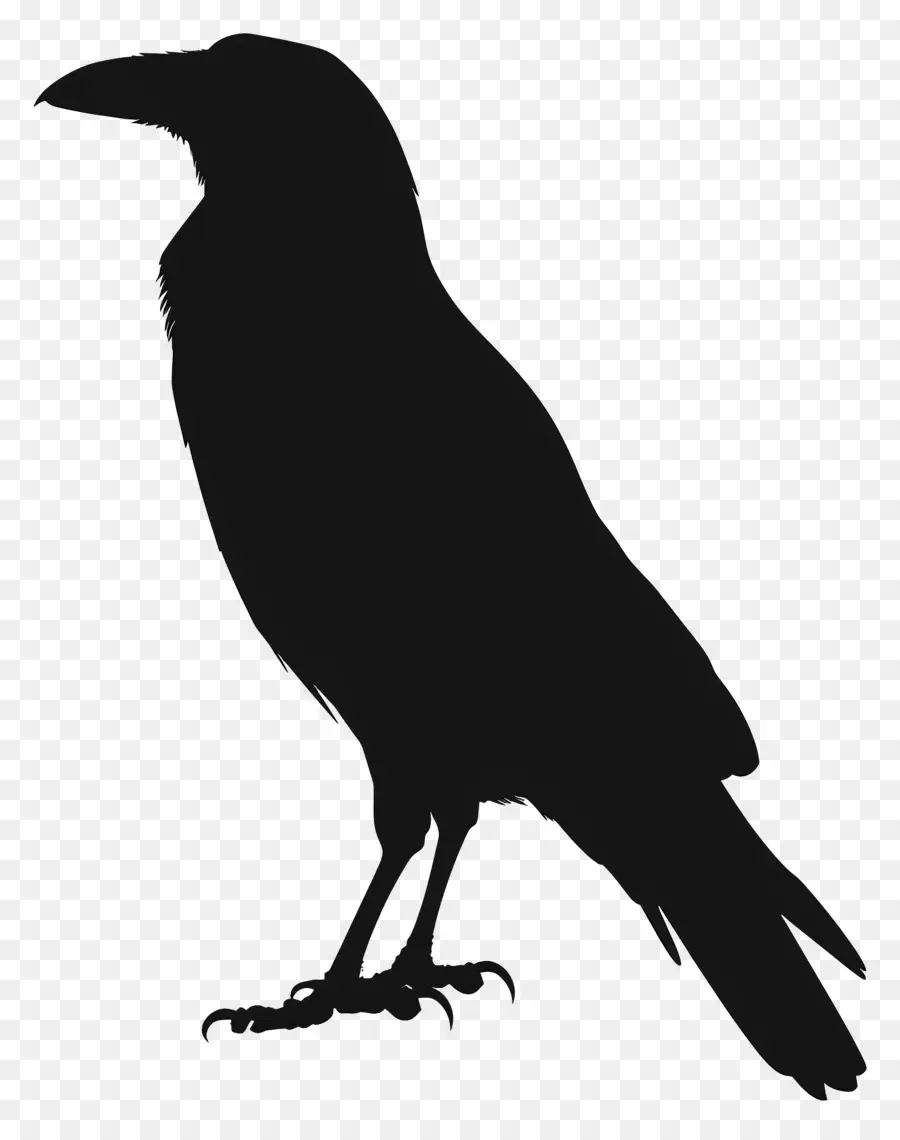 Silhouette De Corbeau，Crow PNG