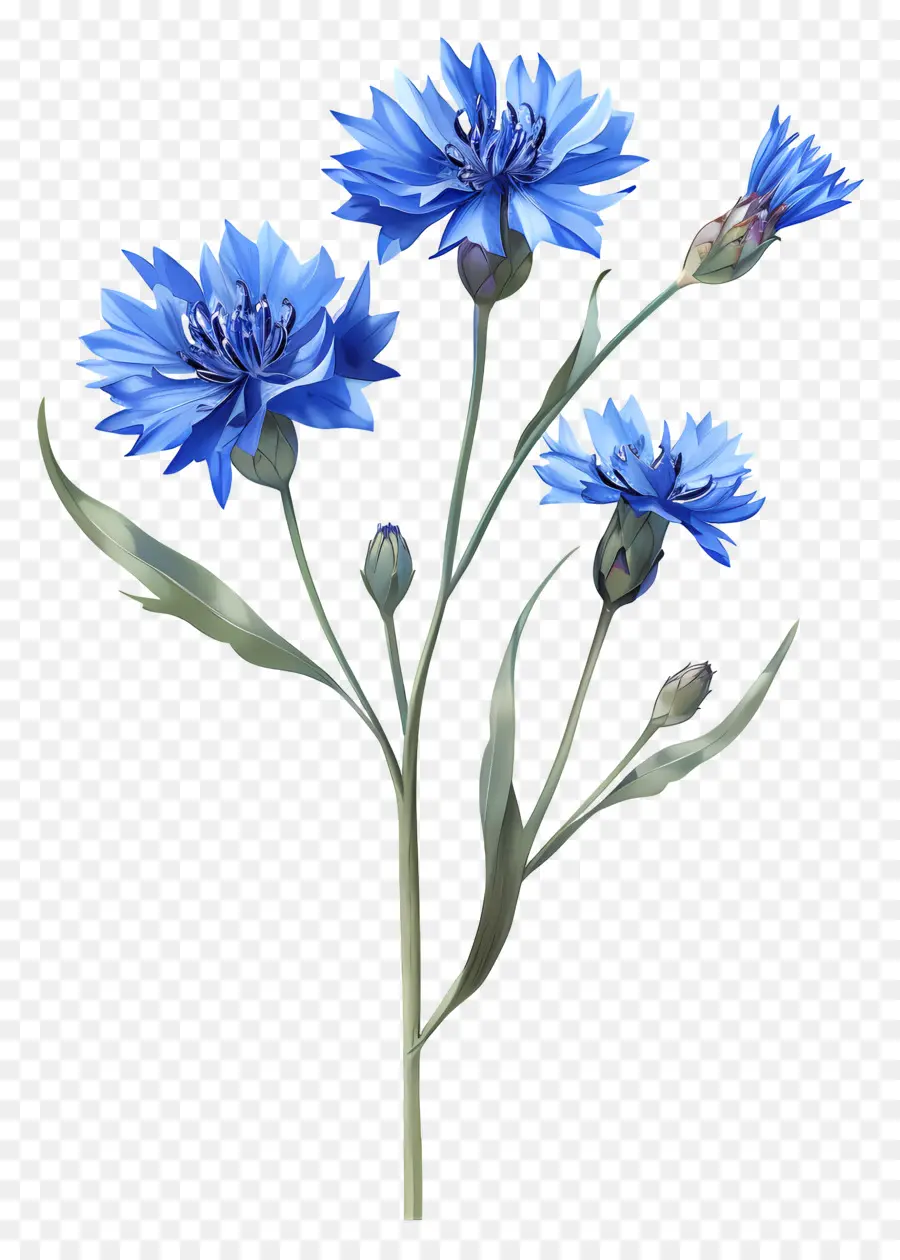 Bleuets Bleus，Fleurs Bleues PNG