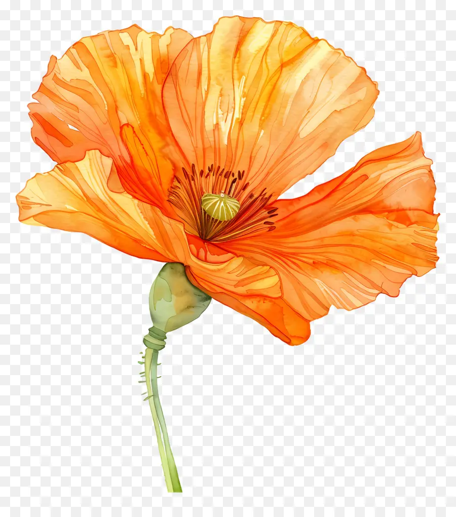 Les Fleurs De Pavot Orange，Fleur De Pavot Orange PNG
