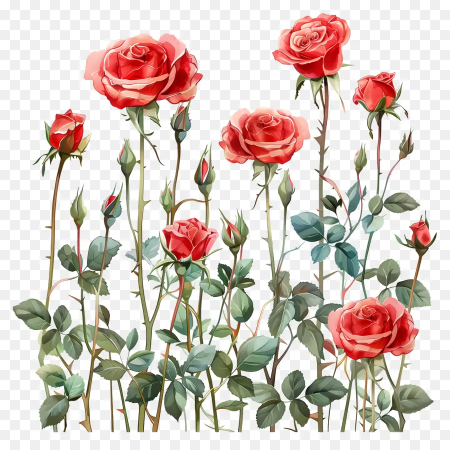 Roses De Jardin，Roses PNG