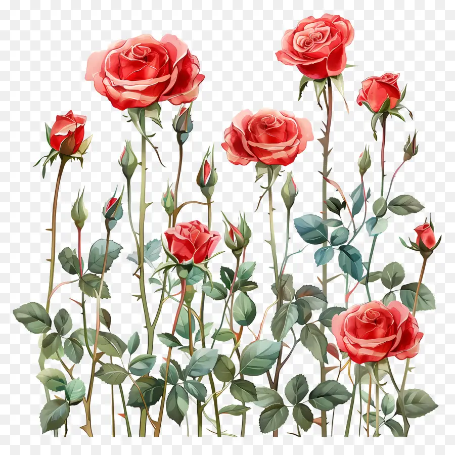 Jardin De Roses，Roses PNG