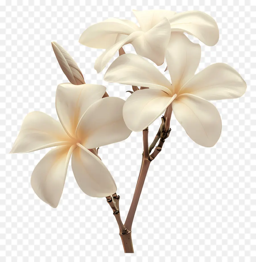 Plumeria Blanche，Plumeria Fleurs PNG