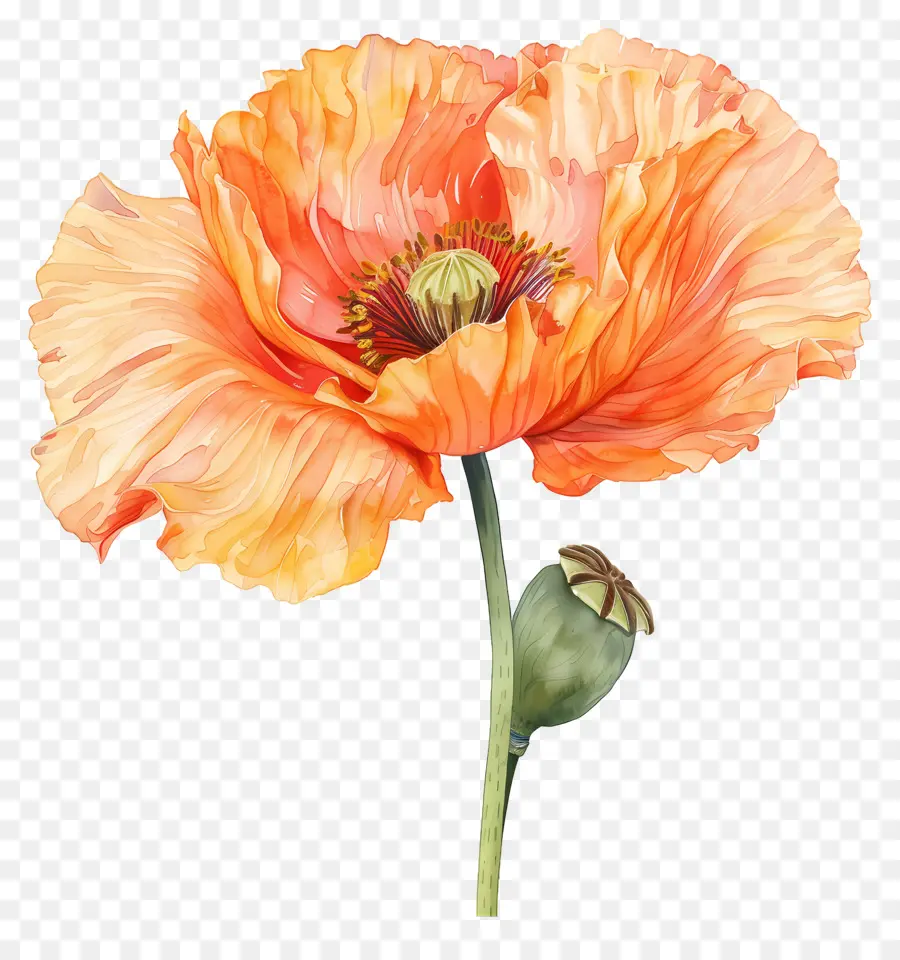 Les Fleurs De Pavot Orange，La Fleur D'oranger PNG