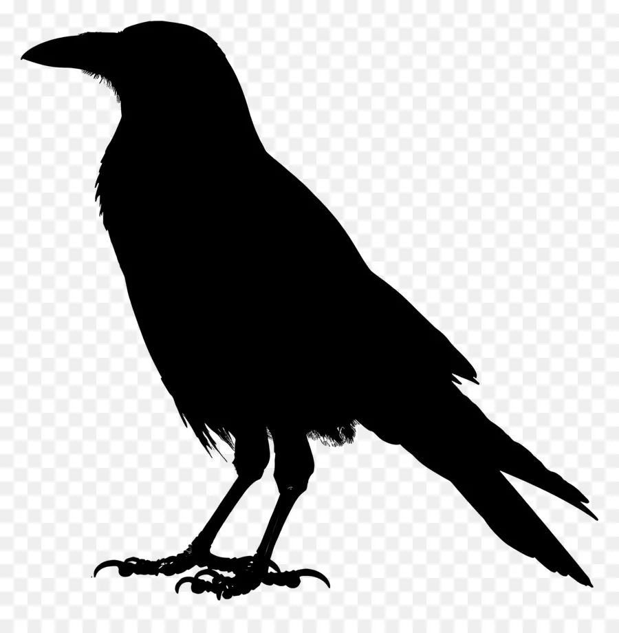 Silhouette De Corbeau，Crow PNG