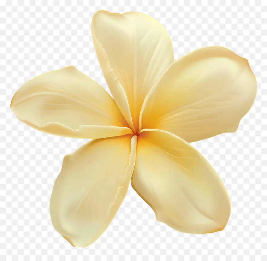 Plumeria Jaune，Plumeria Fleurs PNG