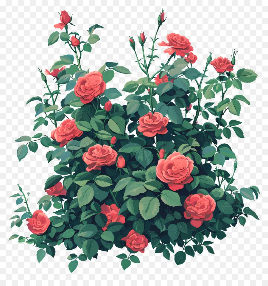 Roses De Jardin，Rose Plante PNG