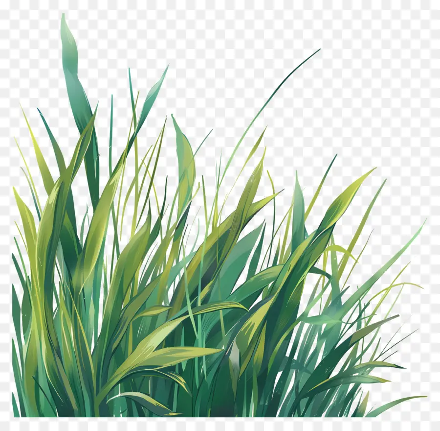 Le Vert De L'herbe，Journée Ensoleillée PNG