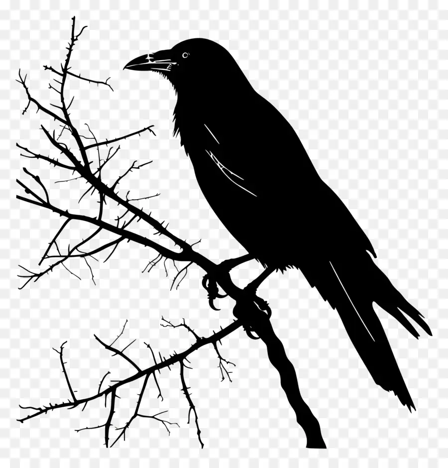 Silhouette De Corbeau，Oiseau Silhouette PNG