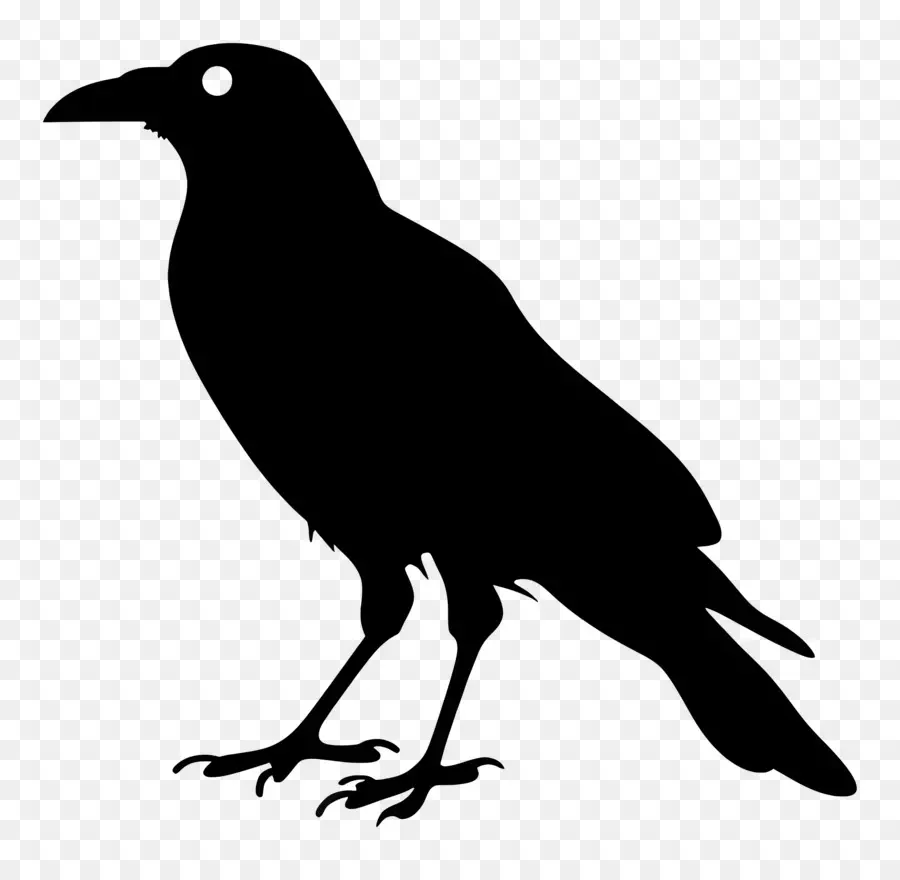 Silhouette De Corbeau，Raven PNG