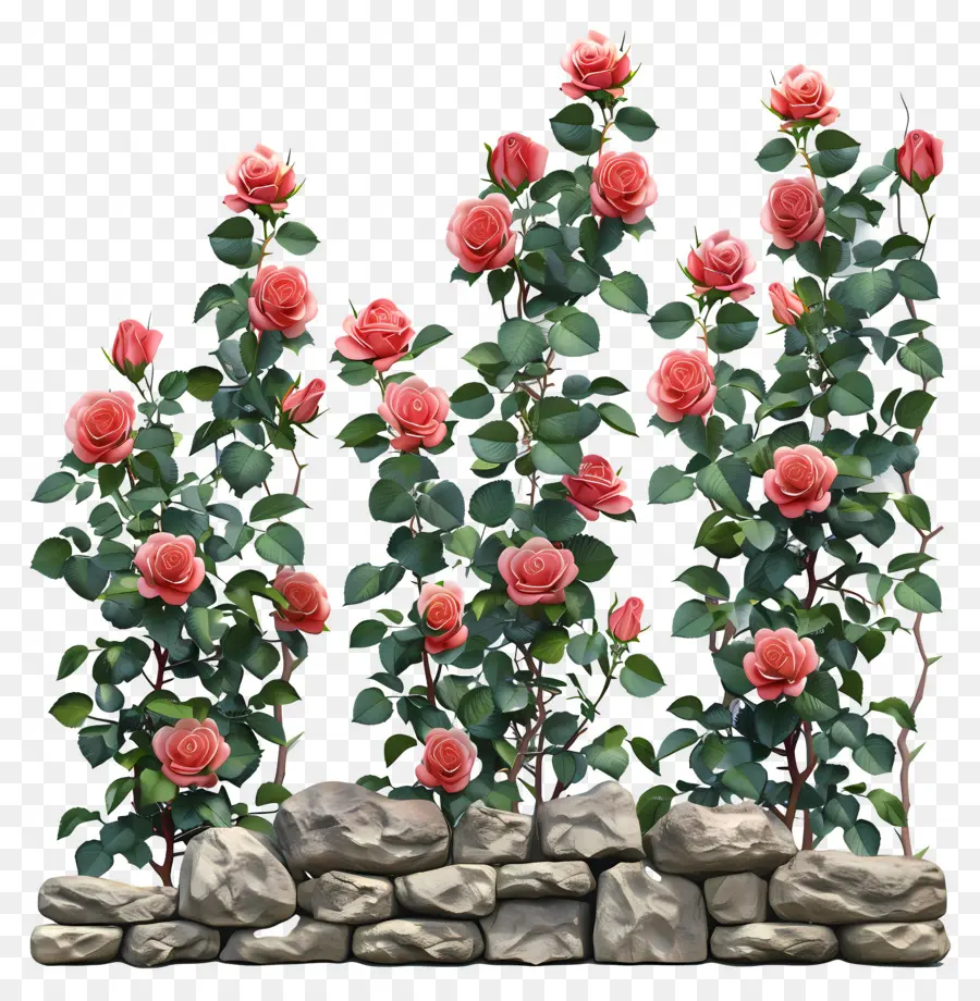 Roses De Jardin，Mur De Pierre PNG