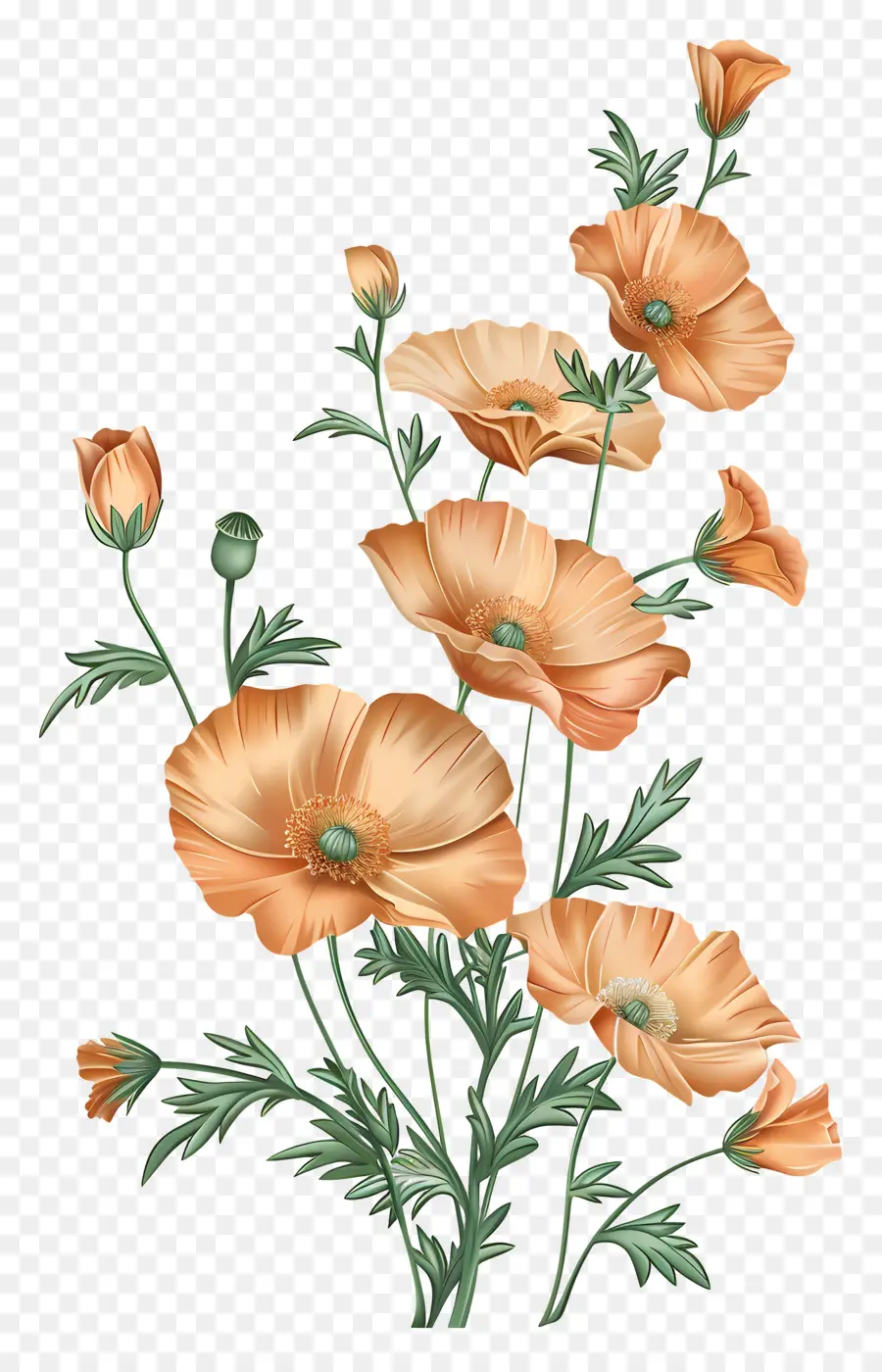 Fleurs De Pavot Orange，Fleurs Oranges PNG