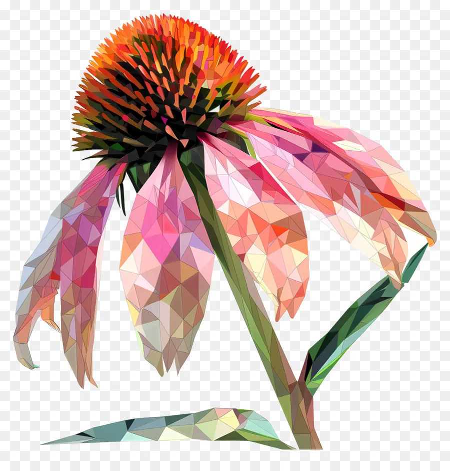Numérique Fleur，L'échinacée PNG